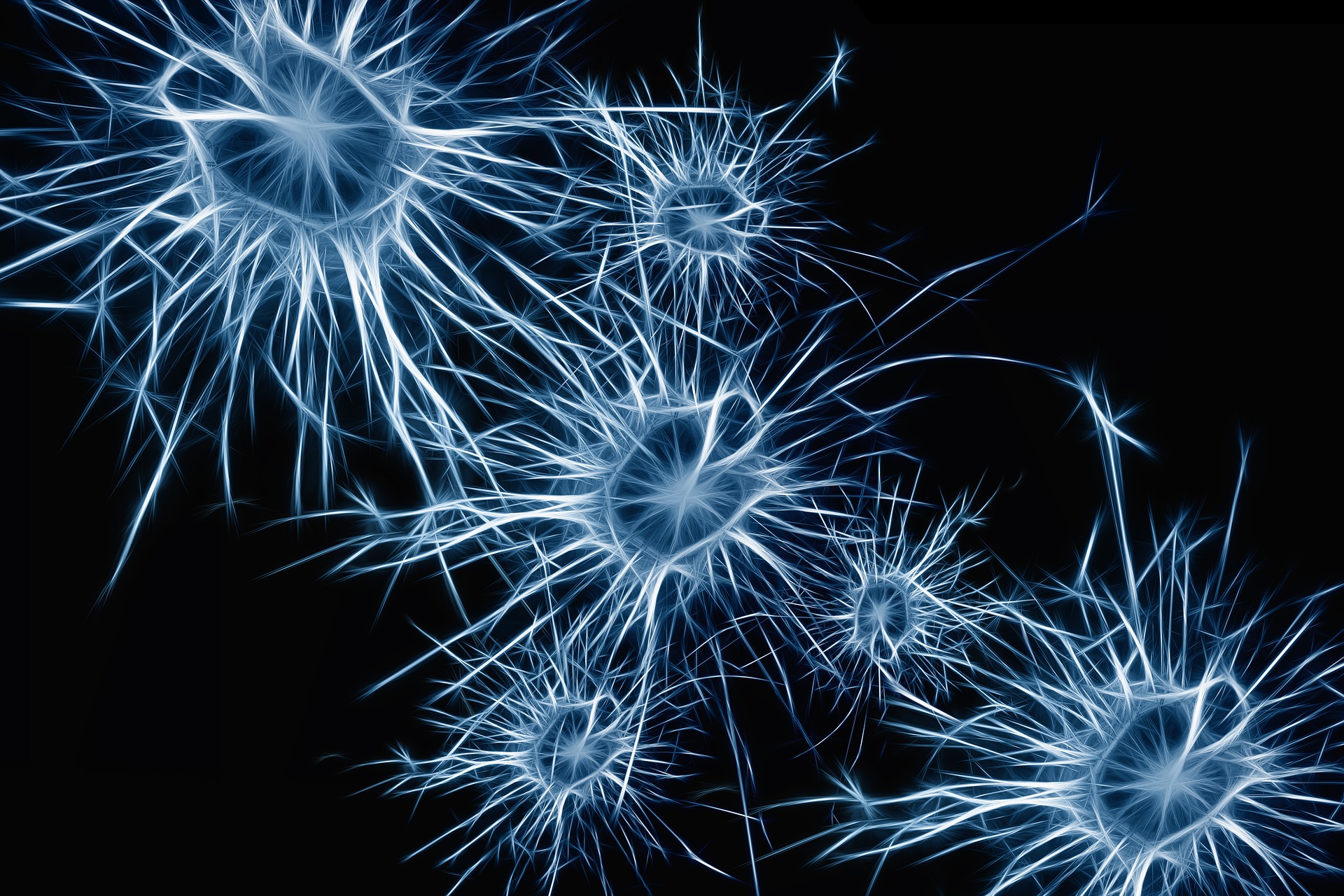 Neurons in the brain